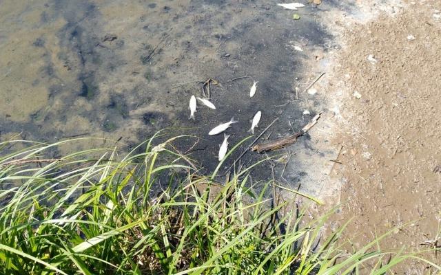 В реки Кирово-Чепецка продолжают сливать сточные воды