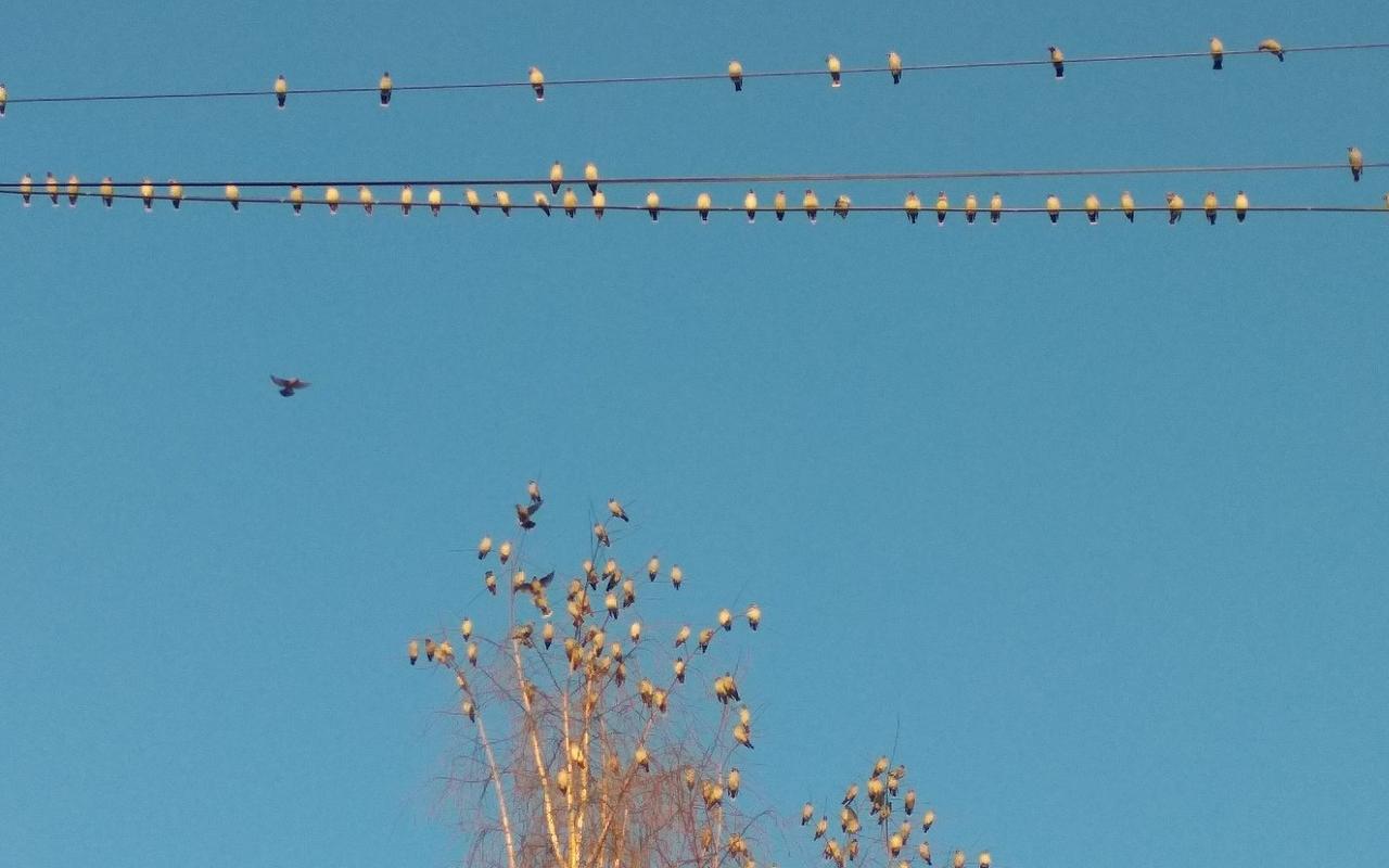 «Летают штук по 200»: чепчане сообщают о нашествии свиристелей в городе