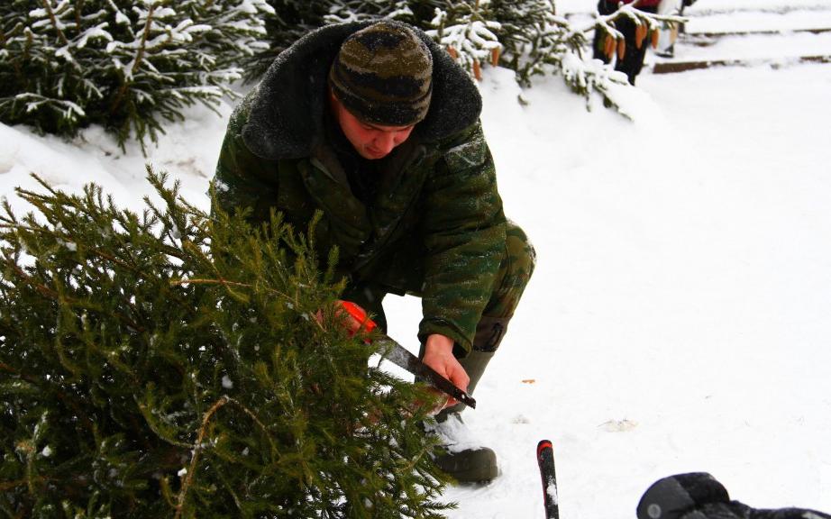 В декабре штрафы за срубленные ели увеличились в два раза