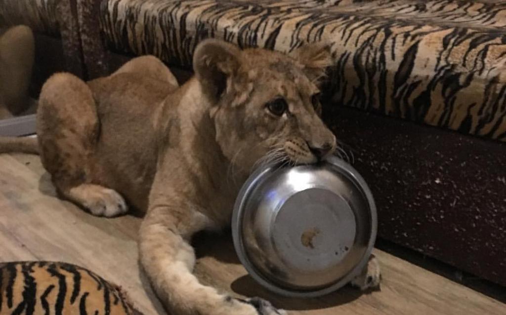 "Кира весит 150 килограммов": у жителя Кстинино дома живет львица