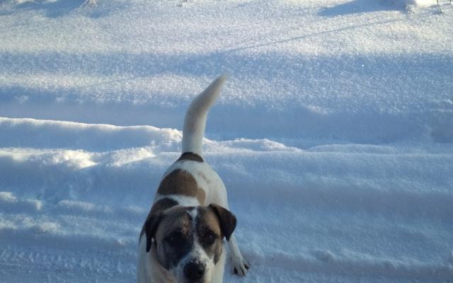 В Кирово-Чепецке амстафф на глазах женщины загрыз ее собаку