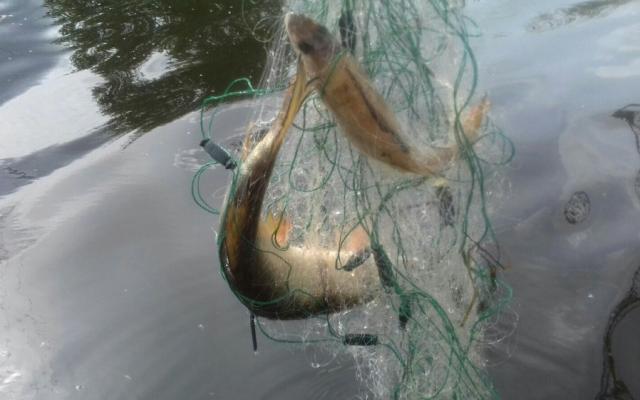 Рыбака из Чепецка могут лишить свободы из-за штрафа в 7 тысяч рублей