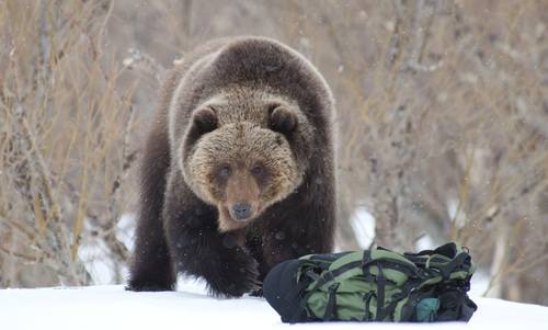 Из-за аномальной погоды в области проснулись медведи