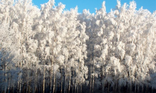 Погода на 19 января: сегодня будет морозно