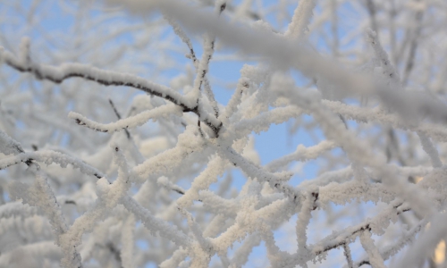 Погода на 20 января: сегодня будет морозно