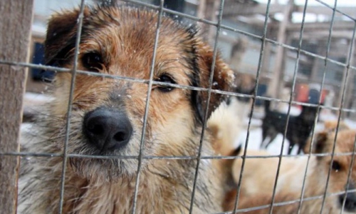 Вопрос-Ответ: куда обращаться по отлову бездомных собак?