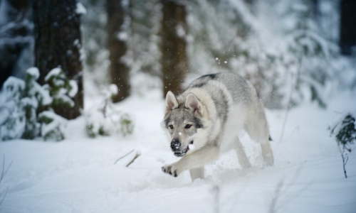 В квартире чепчанки живет "волчонок" редкой породы стоимостью от 50000 рублей (ФОТО) 