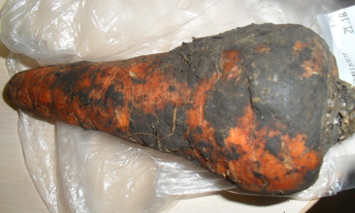 В Чепецких магазинах продают гигантскую морковь