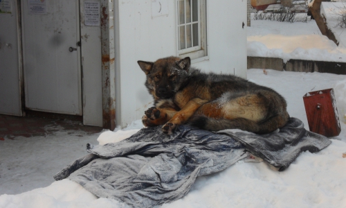 Бездомная собака замерзает на холоде