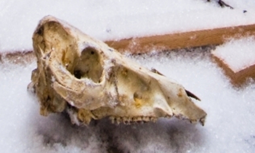 В районе Кирово-Чепецка обнаружили опасный скотомогильник