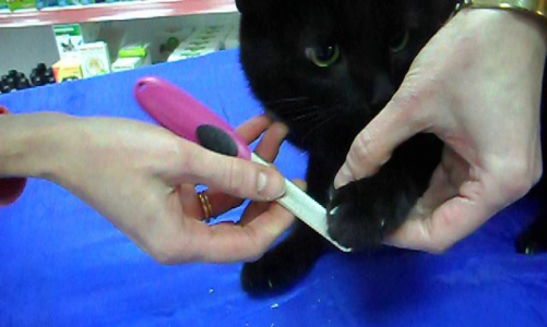 Полезное видео: Как правильно подстригать когти кошкам