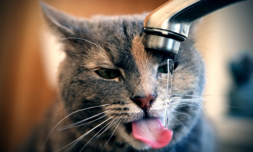 Какую воду пьют чепчане?