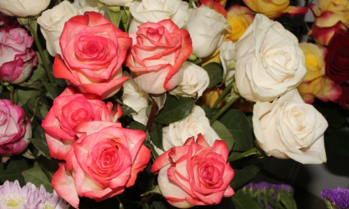 К 8 марта в Чепецке вырастили 16 тысяч роз (фото)