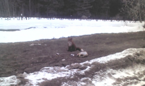 В Чепецке видели лису: возможно, зверь болен