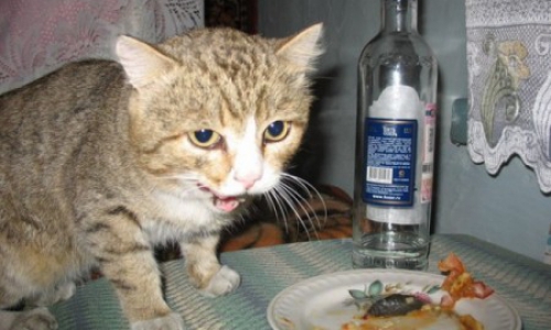 Водка и коньяк с сегодняшнего дня подорожают