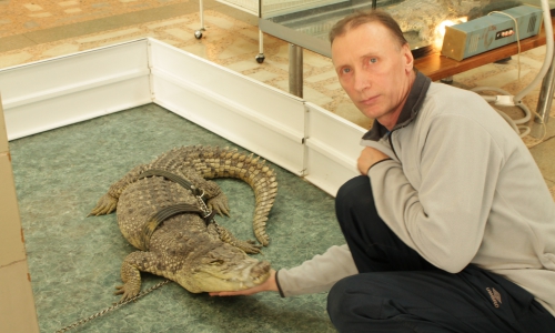 Мужчина спас двухметрового крокодила от издевательств (фото)