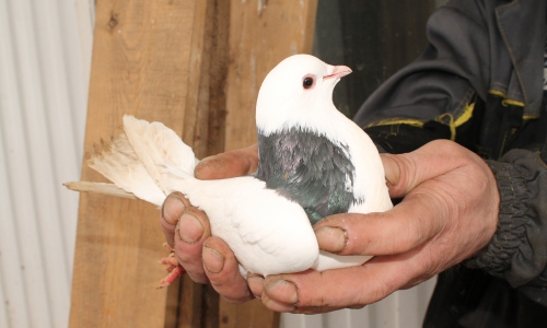 На Чепецком автосервисе живут редкие голуби (фото)