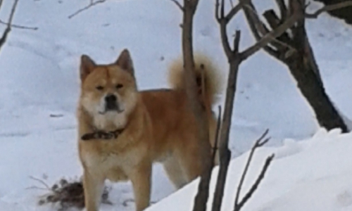 В Чепецке появился Хатико
