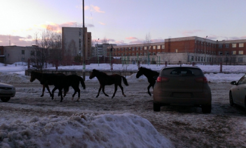 Беспредел! На Южном лошадь лягнула ребенка: мальчик упал в лужу