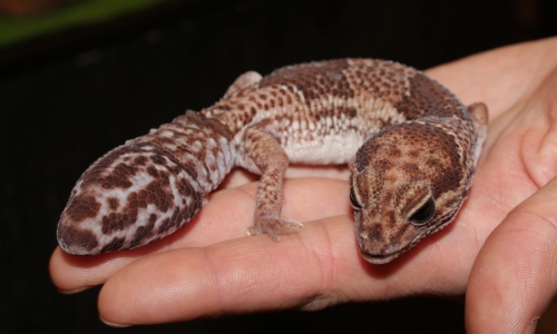 В Кирово-Чепецк приехал "Котопес"