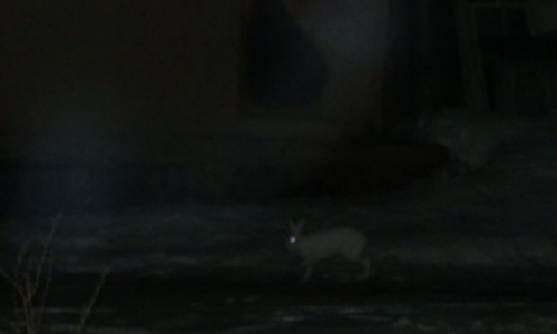 В Чепецке у жилых домов заметили зайца