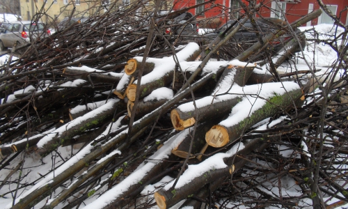 Чепчане не довольны вырубкой рябины (новость от читателей)