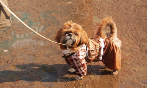 Топ-5 модных чепецких собак