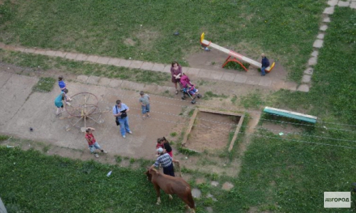 В Кирово-Чепецке по улицам гуляют бездомные лошади (ВИДЕО)