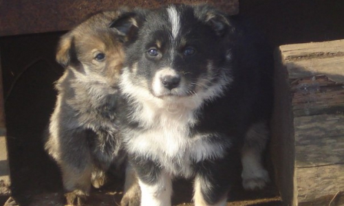 В Чепецке началась собачья эпидемия (новость от читателей)
