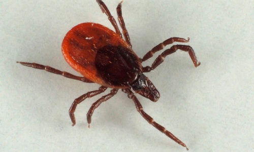 Чепчане могут не бояться укусов клещей