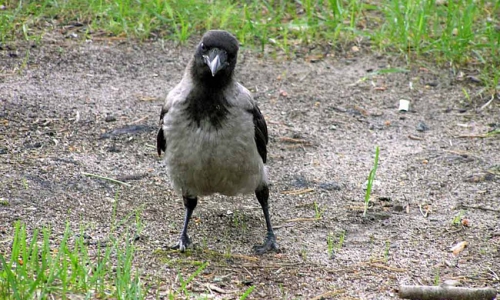 В Чепецке выгуливают ворон (народная видеоновость)