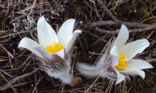 Подснежники, охраняемые Красной Книгой, хладнокровно срывал даже ребенок (Новость от читателей)