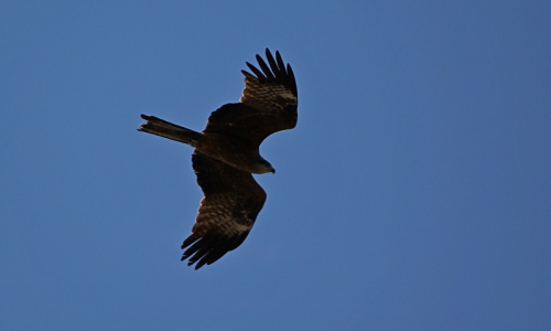 Над Чепецком летает коршун (ФОТО)