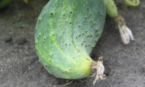 Огурцы в апреле подешевели на 17,2  процента, зато поездка в поезде подорожала на 8,9 процента (ИНФОГРАФИКА)