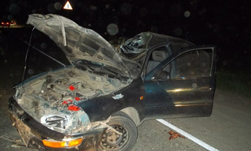 На чепецкой трассе водитель сбил лося: его машина разбита (фото, видео)