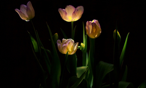 В Чепецке молодые люди украли тюльпаны (видео)