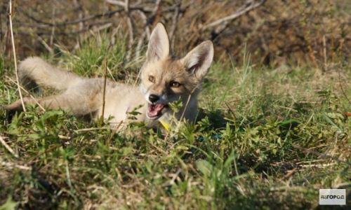 Чепецкие ветеринары озабочены ситуацией с бешенством (ИНФОГРАФИКА)