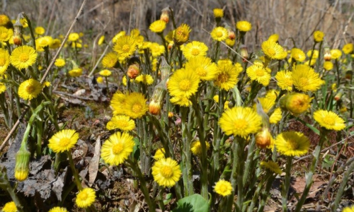 На следующей неделе в Чепецке похолодает до +4