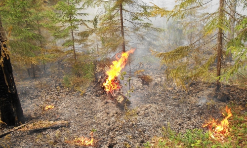 Природоохранная прокуратура недовольна, как чепецкие лесники готовы к пожароопасному периоду