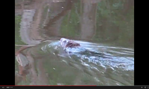 Чепчане сняли на видео бобра, плывущего по реке