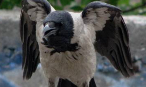 Видео: в Боево на прохожих нападает ворона