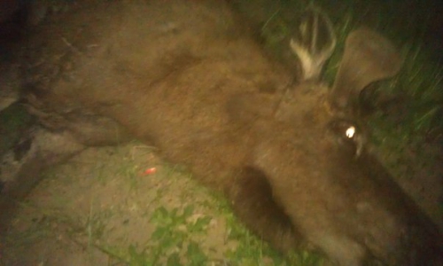 Ночью под Чепецком опять сбили лося