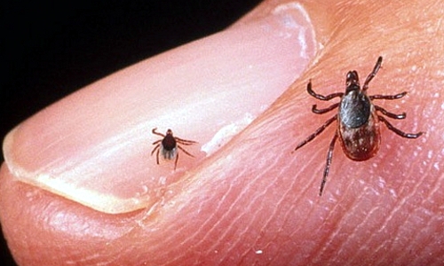 Осторожно, клещи! Уже около 400 человек пострадали от их укусов (инфографика)