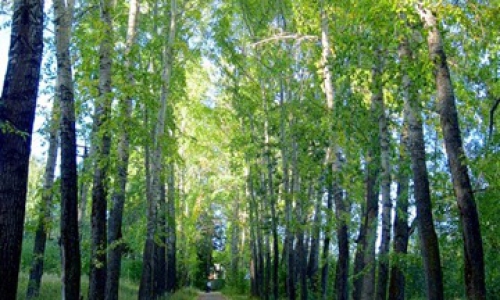 Чиновники сохранят парки Чепецка