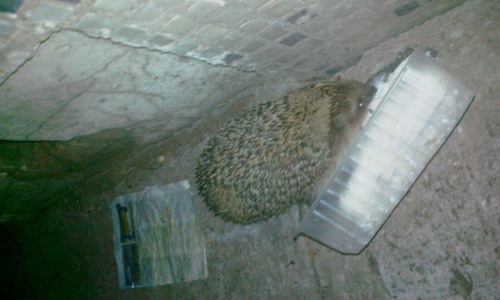 В Чепецке ежики объедают котят 