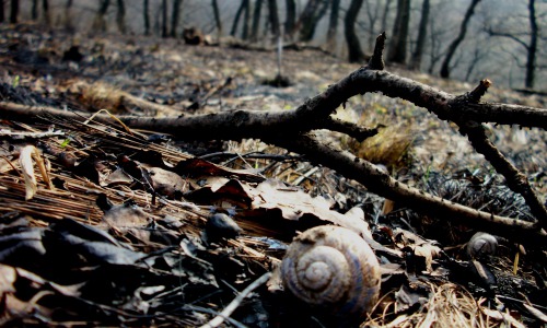 Ущерб от лесных пожаров в области уже оценивают в 20 миллионов рублей