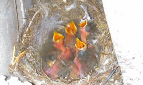 В Чепецке трясогузка вывела птенцов на стройке: гнездо мешает горожанам