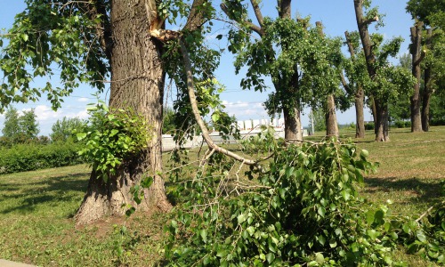 У Вечного огня лежит огромная ветка тополя, кто ее уберет?