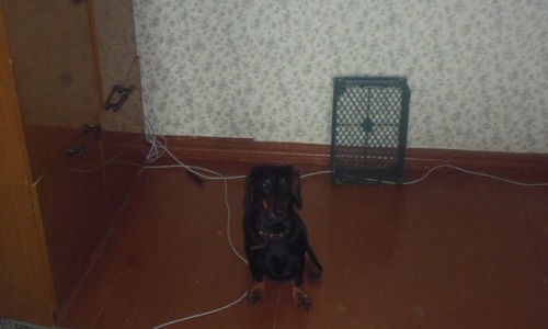 Чепчанка вернула хозяйке породистого пса