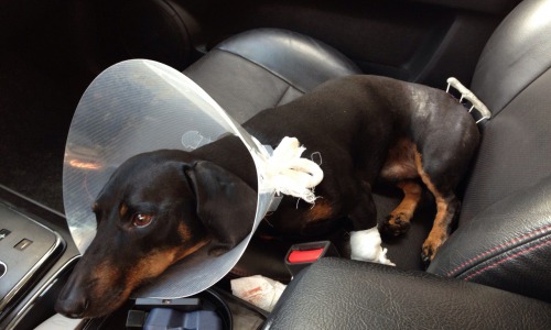 Возмущенный чепчанин: «Водитель легковушки сбил мою собаку и уехал»